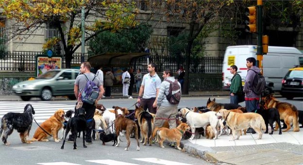 Dog Walkers in Buenos Aires Buenos Aires Free Walks