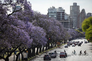 Trees of Buenos Aires